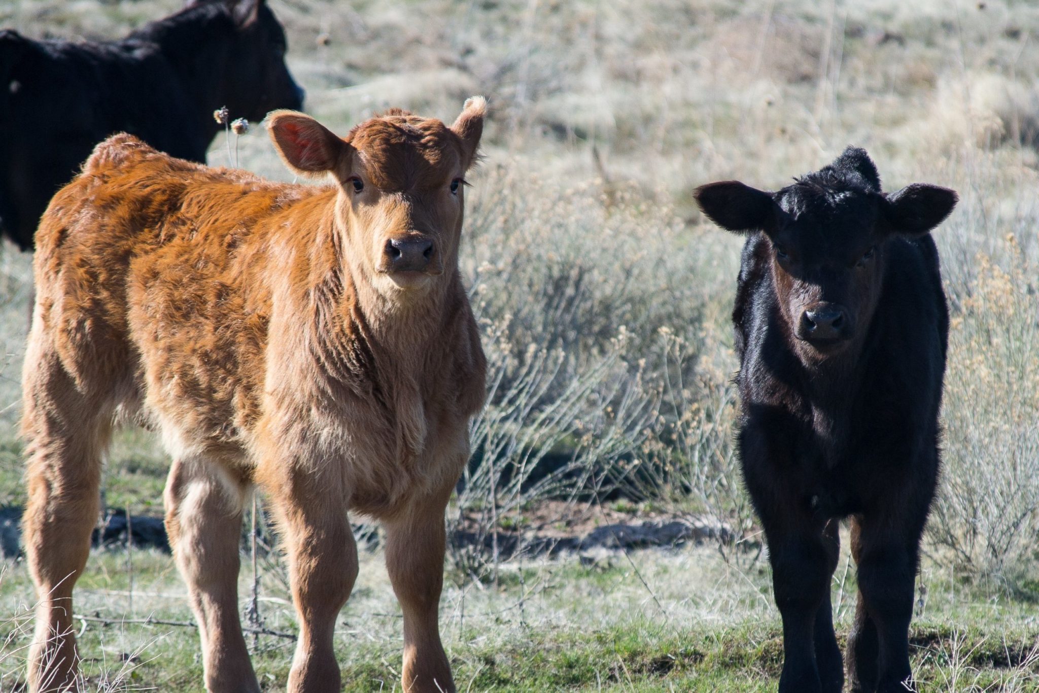 pink-eye-in-cattle-vetzone